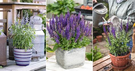 Everything About Growing Salvias in Pots | Salvia Plant Care