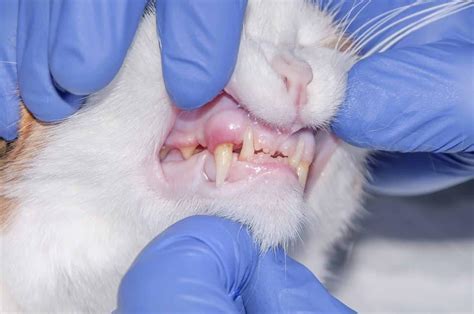 Cat Gingivitis Stages