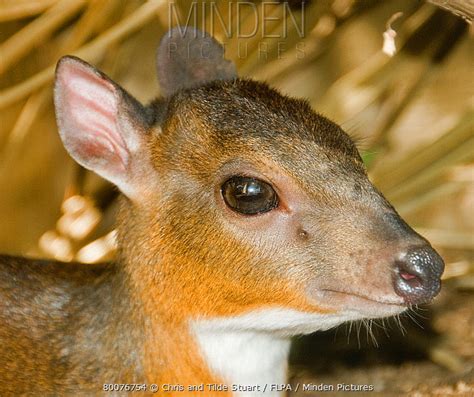 Royal Antelope stock photo - Minden Pictures