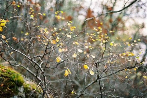 Close Up Photography of Bird Nest · Free Stock Photo