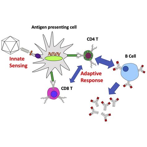 Immune Responses to Viral Gene Therapy Vectors: Molecular Therapy