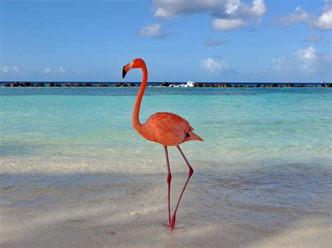 Breathtaking Flamingo Beach, Aruba: Everything You Need to Know Before You Go