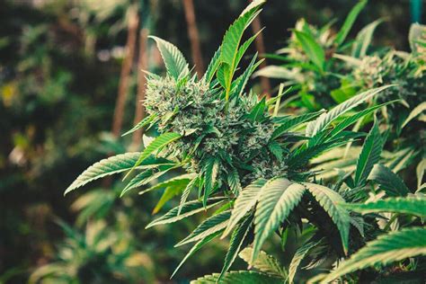 How To Grow Cannabis Outdoors in 2024 - RQS Blog