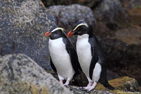 Interesting facts about Fiordland penguins | Just Fun Facts