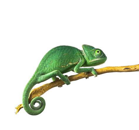 Female Veiled Chameleon Babies for Sale - Pet Central - Pet Central