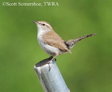 Bewick's Wren | State of Tennessee, Wildlife Resources Agency