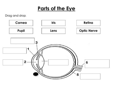 parts of the eye with labels for each part and their corresponding ...