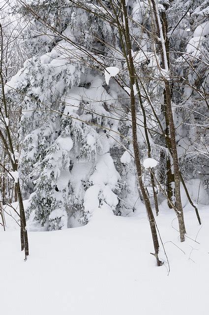 Cross Country Skiing in Canaan Valley | Cross country skiing, Canaan ...