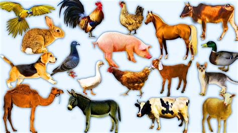 Domestic Animals Pictures With Sounds