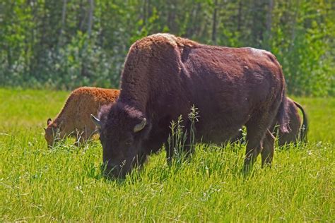 The Ronald Lake Wood Bison Herd: Observations From Their Home - Nature ...