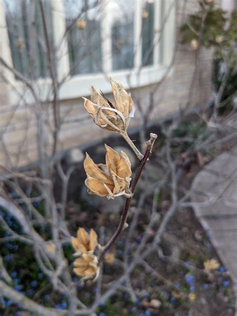 Using Google Lens for Plant Identification - The Deletist