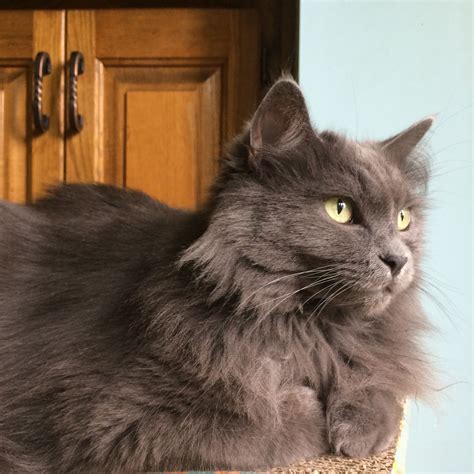 Nebelung Cat - The Softest Grey Cat with Beautiful Long Fur