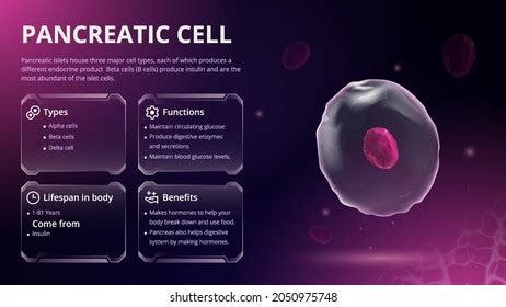 Structure Function Types Pancreatic Cell Vector Stock Vector (Royalty Free) 2050975748 ...