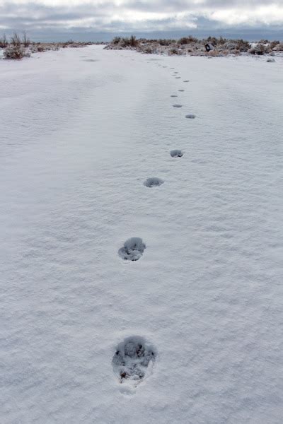 86 Coyote Tracks In Snow Royalty-Free Images, Stock Photos & Pictures ...