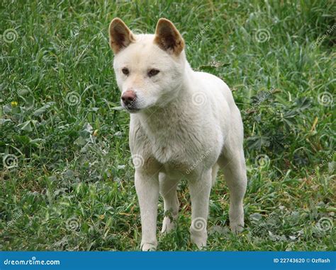 Dingo blanco foto de archivo. Imagen de salvaje, animal - 22743620