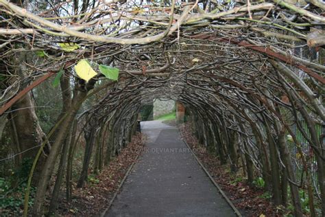 Winter Tree Tunnel by CazPUK on DeviantArt