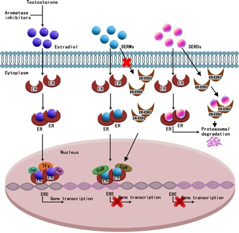 Mechanism of action for estradiol, SERMs, and SERDs. CoA, co-activator;... | Download Scientific ...