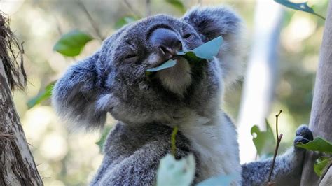 First wild koalas caught and vaccinated against chlamydia : NPR