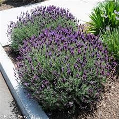 Spanish Lavender | Star Nursery Garden and Rock Centers