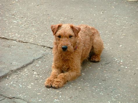 Lakeland Terrier Dog Breed - Pictures, Information, Temperament ...