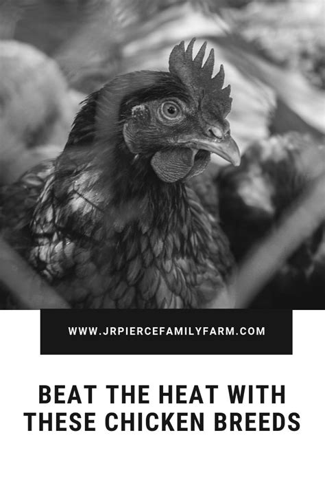 How to Raise Chickens in the Heat | Chicken breeds, Heat tolerant chicken breeds, Breeds