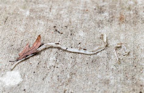 Shedding Snake Skin Close Up Stock Photo - Image of background, shedded: 188806850