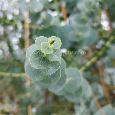 Eucalyptus pulverulenta 'Baby Blue' - 1 of our most popular Eucs - Hardy Eucalyptus