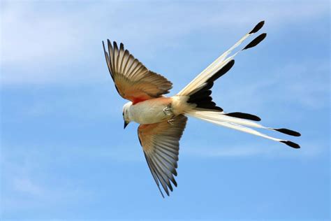 Scissor-tailed Flycatcher | Bird pictures, Beautiful birds, Flycatcher