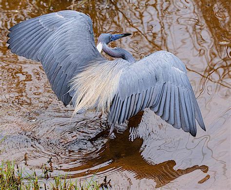 Tricolored Heron Breeding Plumage | BirdForum