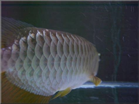 Ikan Kelisa Emas Malaysia : Malaysian Golden Arowana Ikan Hiasan Termahal Di Dunia - Keaton Kirlin