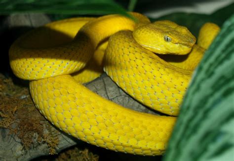 Banana Snake | Flickr - Photo Sharing!