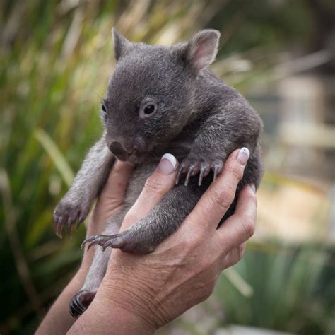 Tasmania - Wildlife and Conservation with Wilderness Flight Safari - Australian Geographic