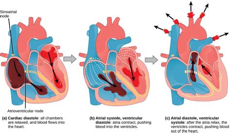 Know the Structures and Functions about Your Heart | New Health Advisor