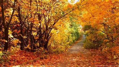 Autumn Scenery Wallpapers - Top Free Autumn Scenery Backgrounds - WallpaperAccess