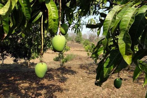 Benefits of applying Mango Face Pack and how to make it - Herbs Science