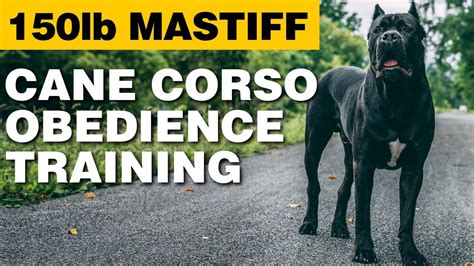 88+ Cane Corso Training - l2sanpiero