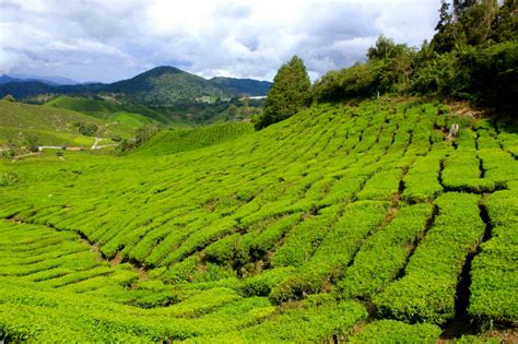 Malaysian Tea Plantations of the Cameron Highlands – Planet and Go