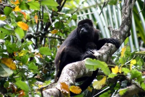 Alouatta palliata (Mantled howler monkey)