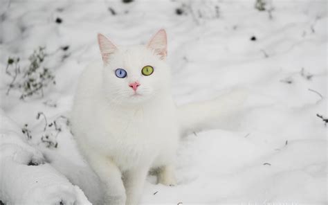 Cats in Snow Wallpaper - WallpaperSafari