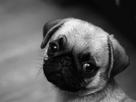 Pug Puppy Wallpapers - Wallpaper Cave