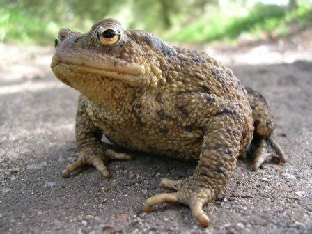 Common Toad (Bufo bufo) - Freshwater Habitats TrustFreshwater Habitats Trust