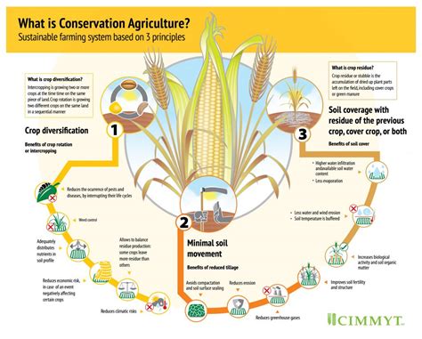 What is conservation agriculture? – CIMMYT