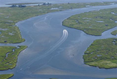 Estuaries Animals