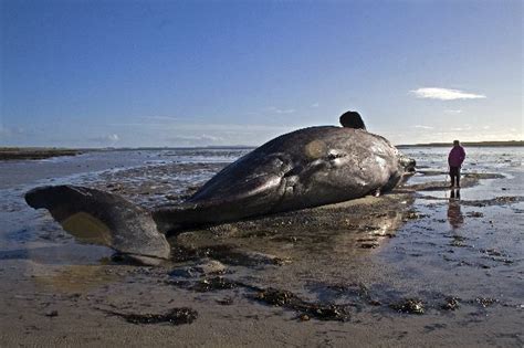 Beached Whale in Scotland - Whale Facts and Information