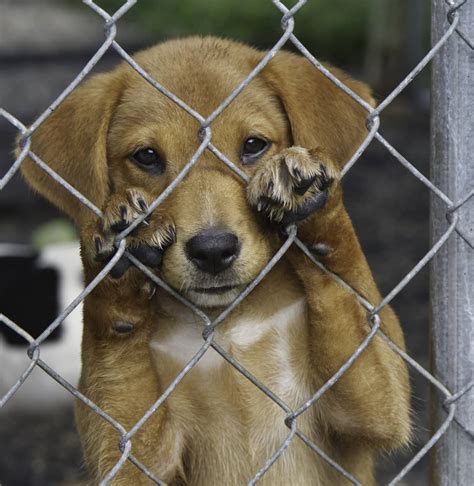 Sad Puppies In Cages