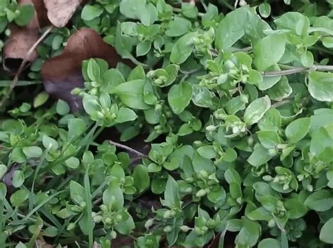 How To Get Rid Of Chickweed In Your Lawn For Good (2024) Lawn Phix