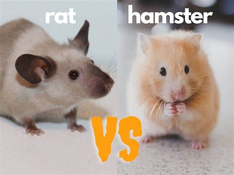 Hamster Vs Rat - The Rat Place