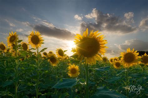 Sunflower Fields In Kansas – Mickey Shannon Photography