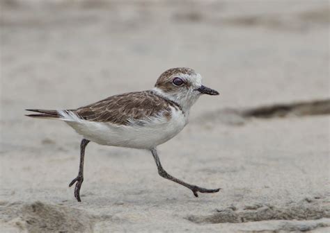 Western Snowy Plover | Nature Collective