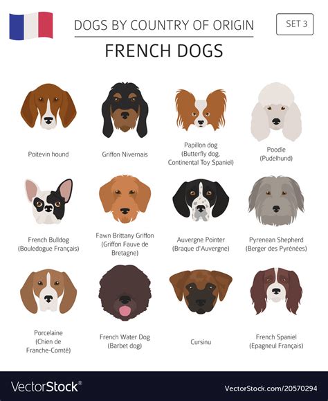 Dogs country origin french dog breeds Royalty Free Vector